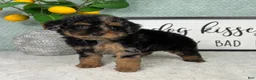 Yorkiepoo dogs for sale: Peanut  - Ad 3