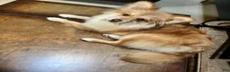 Mixed Breed dogs for sale: Bolita  - Ad 1
