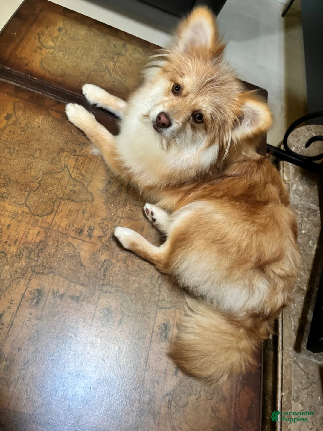 Mixed Breed dogs for sale: Bolita  - Ad 1