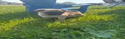 Pug dogs for sale: Baked bean  - Ad 4