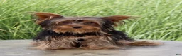 Yorkshire Terrier dogs for sale: Nathan - Ad 4