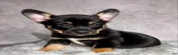 Mixed Breed dogs for sale: Mr. Hunter  - Ad 3