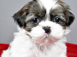 Shih Tzu dogs Ruger - Ad 31
