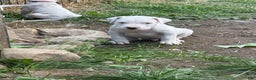 Dogo Argentino dogs for sale: Puppy M3 - Ad 43