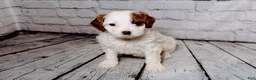 Cavalier King Charles Spaniel dogs for sale: Leonard - Ad 4