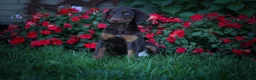 Doberman Pinscher dogs for sale: PENNY - Ad 8