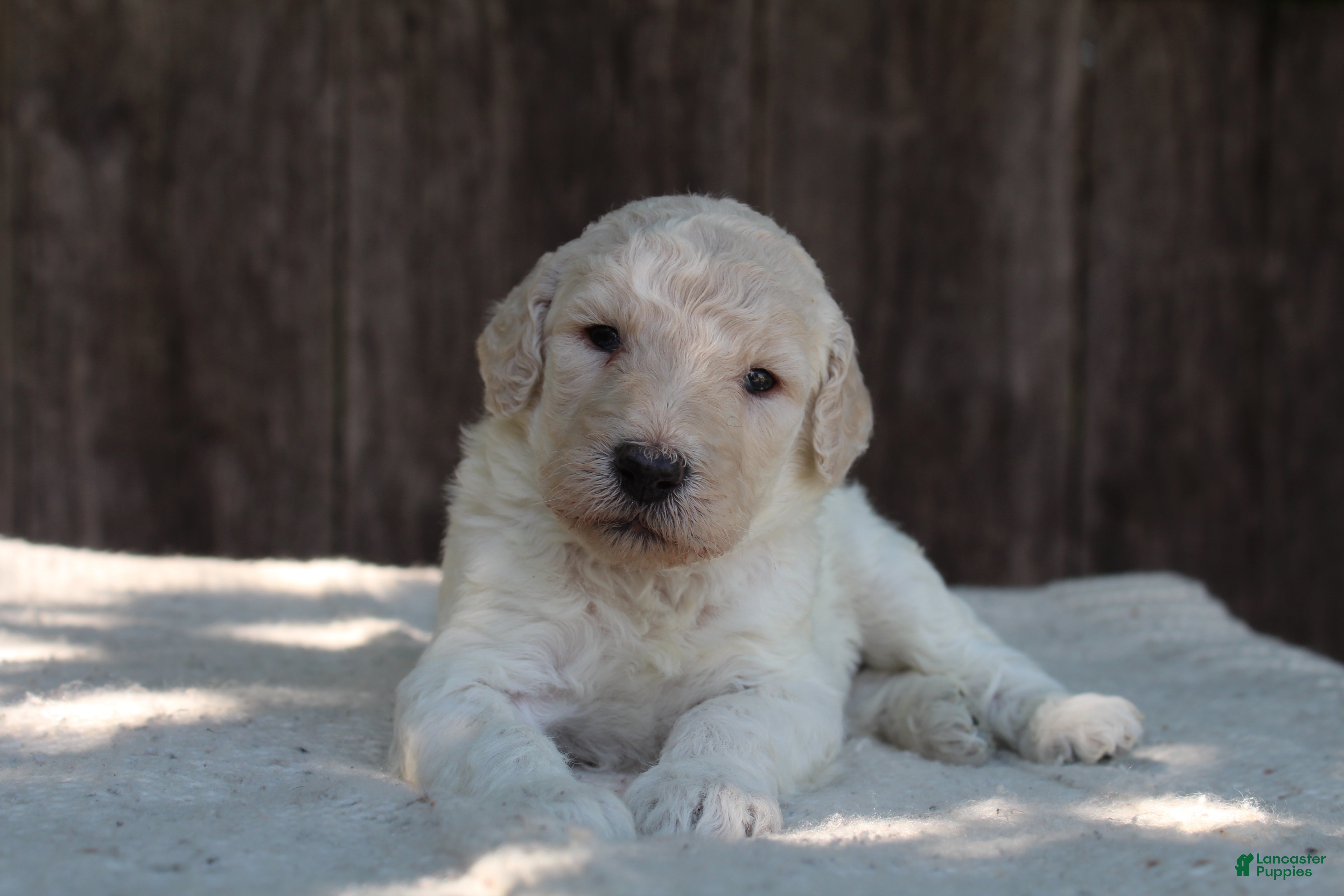 Standard Poodle dogs River AKC Standard Poodle  - Ad 2