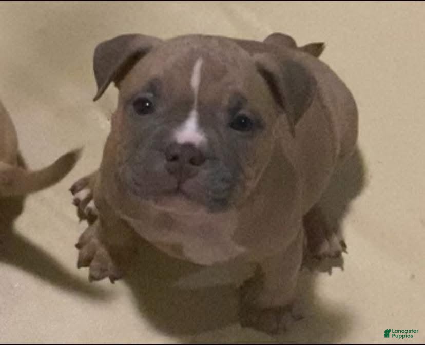 American Bully dogs Dior  - Ad 16