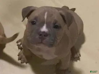 American Bully dogs Dior - Ad 16