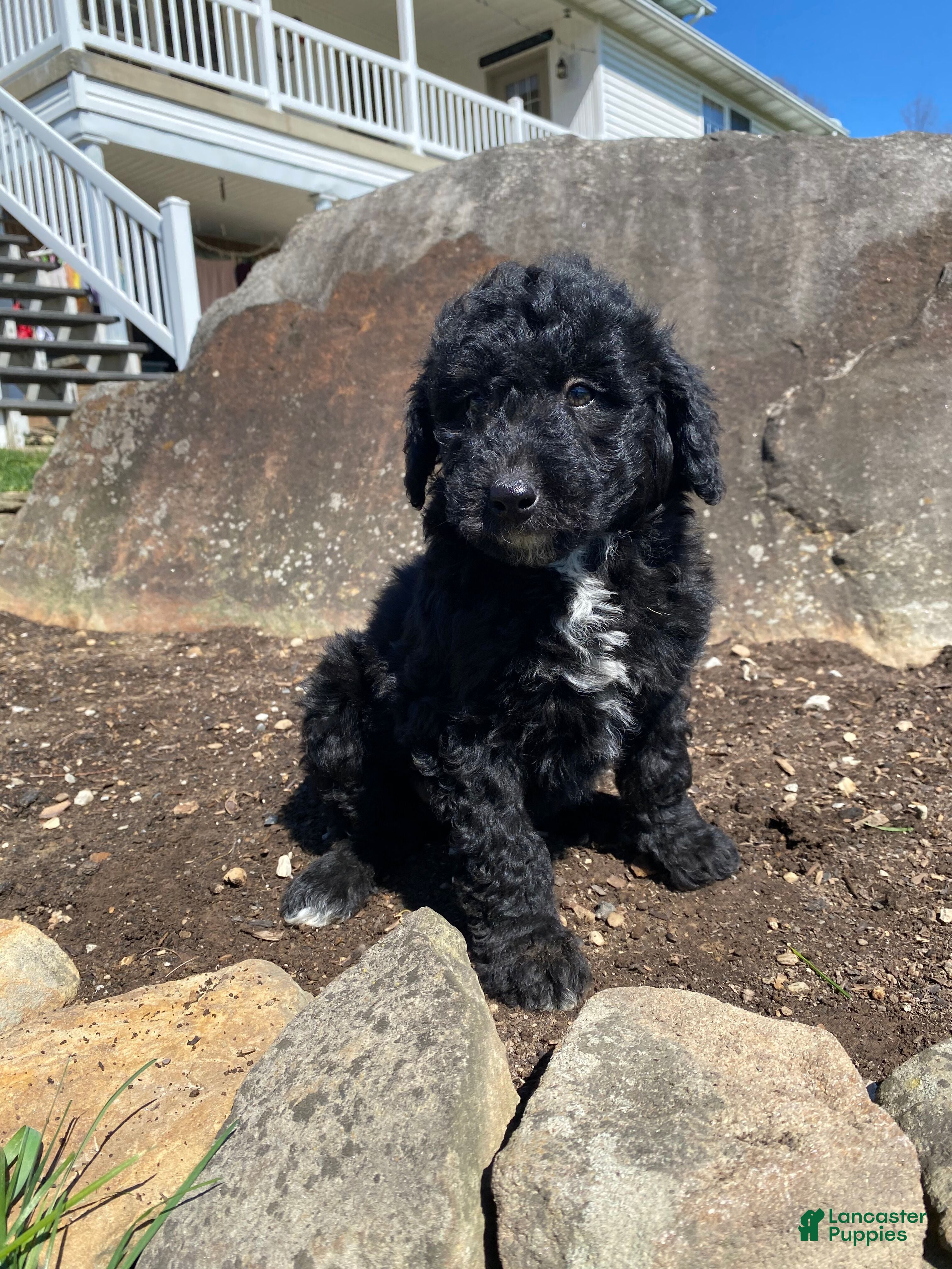 Aussiedoodle dogs Tiffany - Ad 2