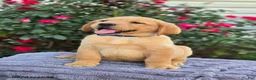 Labrador Retriever dogs for sale: Buster - Ad 3