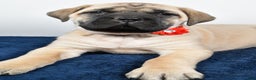 English Mastiff dogs for sale: Sophie - Ad 5