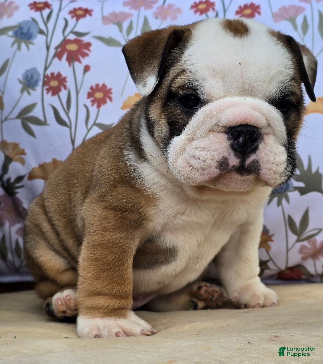 English Bulldog dogs for sale: Bulldozer  - Ad 4