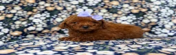 Mini Goldendoodle dogs for sale: Sasha - Ad 9
