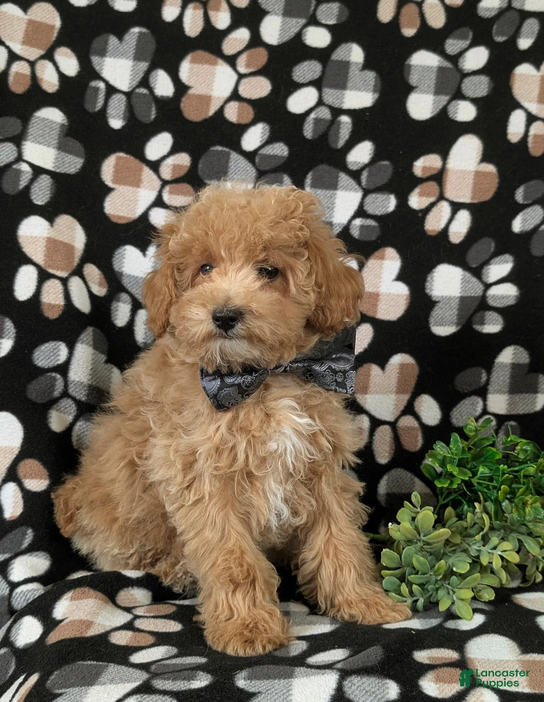 Maltipoo dogs for sale: Curtiss  - Ad 2
