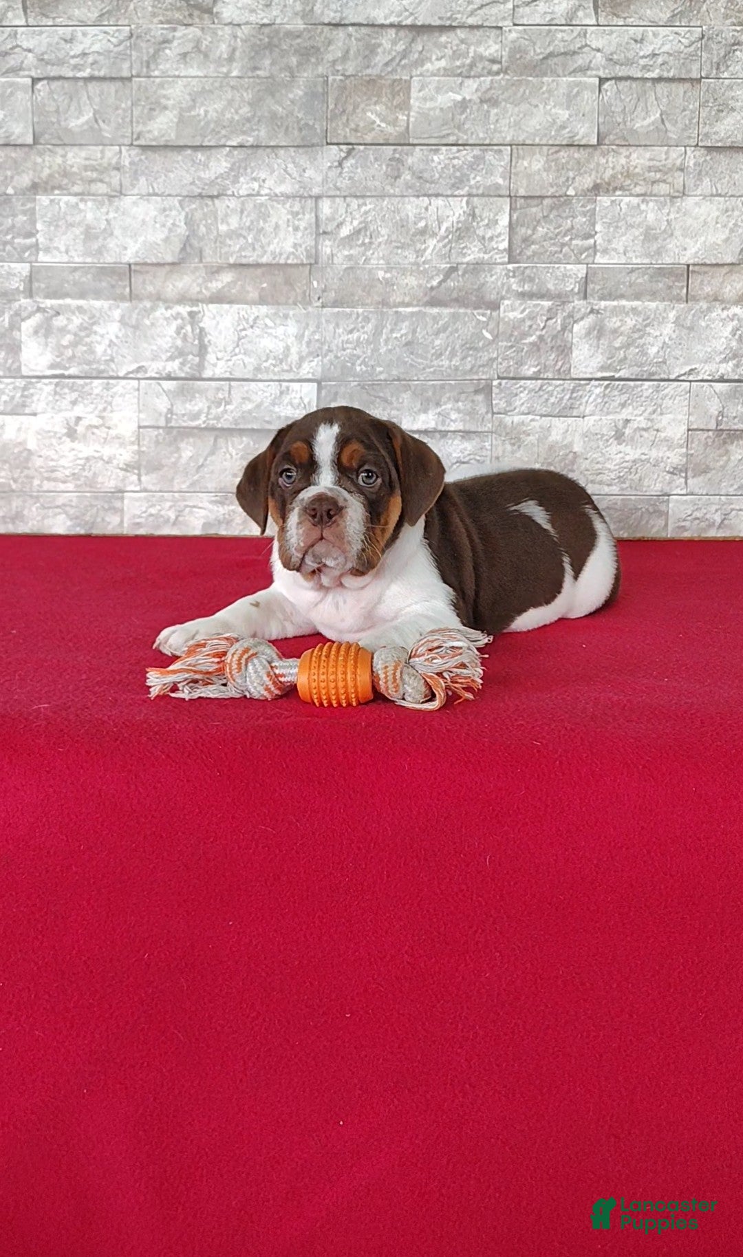 Beabull dogs Rosie - Ad 2