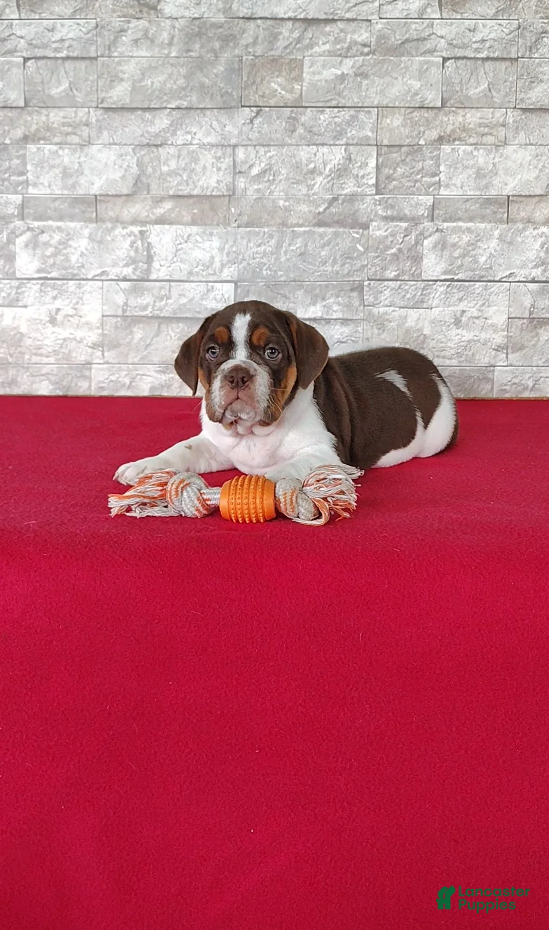 Beabull dogs for sale: Rosie - Ad 2