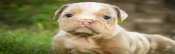 English Bulldog dogs for sale: Sydney English Bulldog  - Ad 1