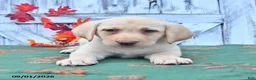 Labrador Retriever dogs for sale: Haley - Ad 5