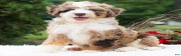 Mini Bernedoodle dogs for sale: Ruffles  - Ad 4