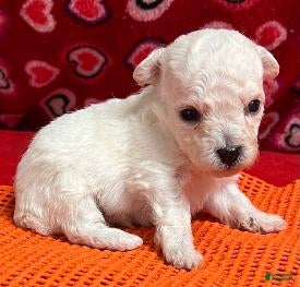 Bichon Frise dogs Dakota - Ad 3
