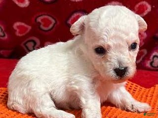 Bichon Frise dogs Dakota - Ad 4