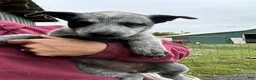 Australian Cattle Dog dogs for sale: Chloe - Ad 7
