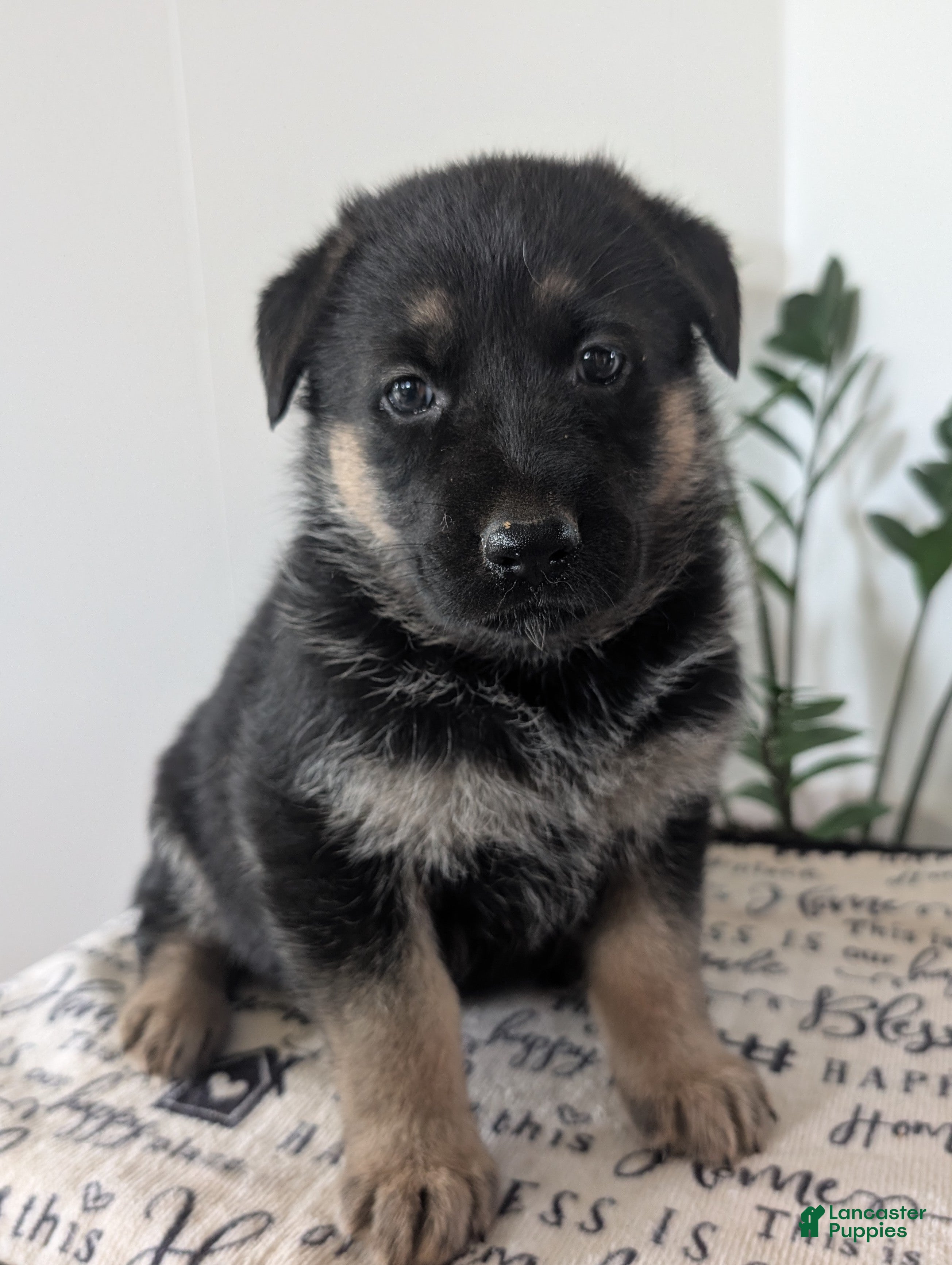 German Shepherd dogs Bella  - Ad 1