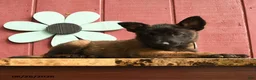 Belgian Malinois dogs for sale: Crystal - Ad 1