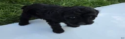 Cavapoo dogs for sale: Winnie - Ad 5