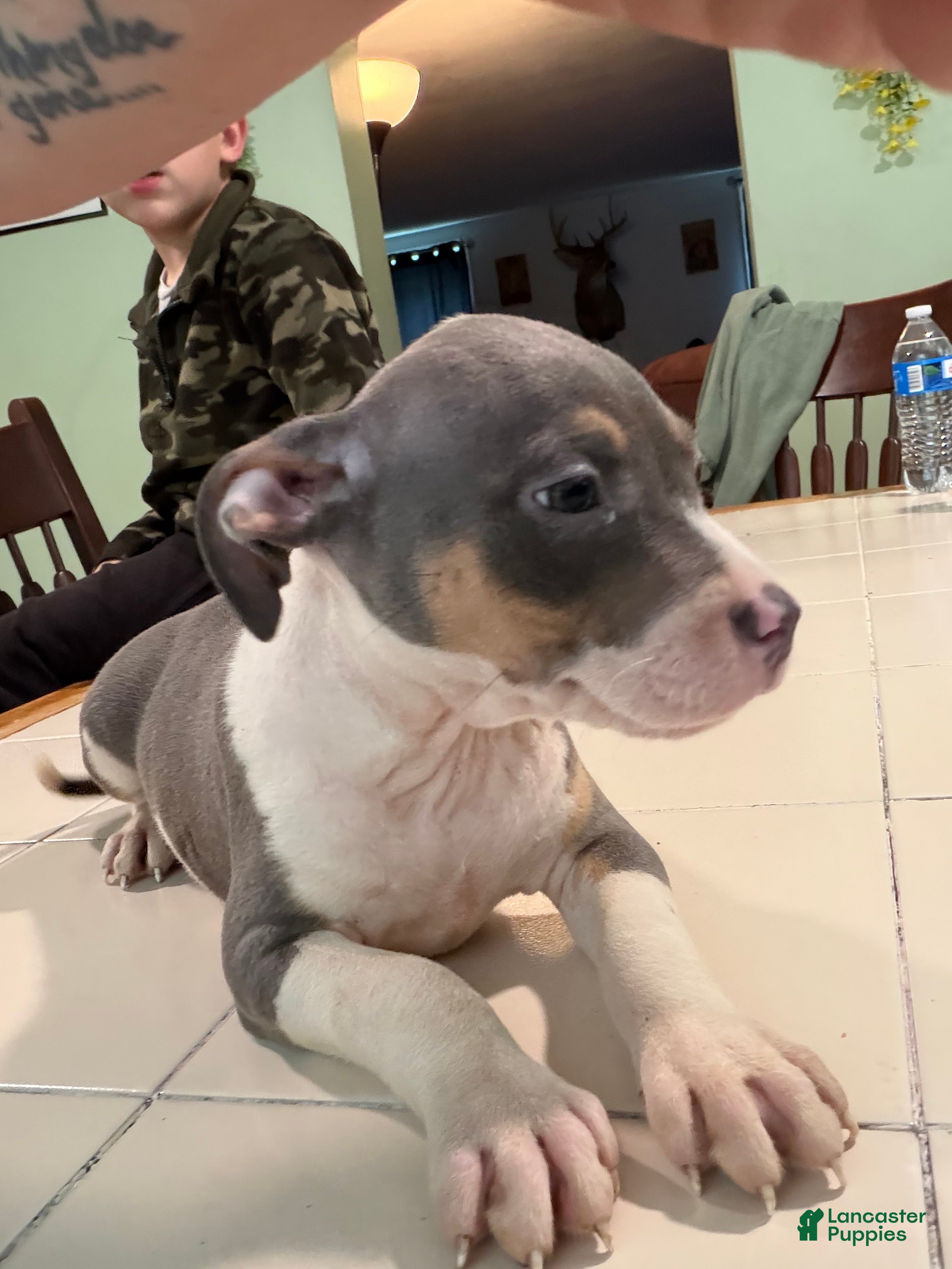 American Bully dogs for sale: Roxy  - Ad 30