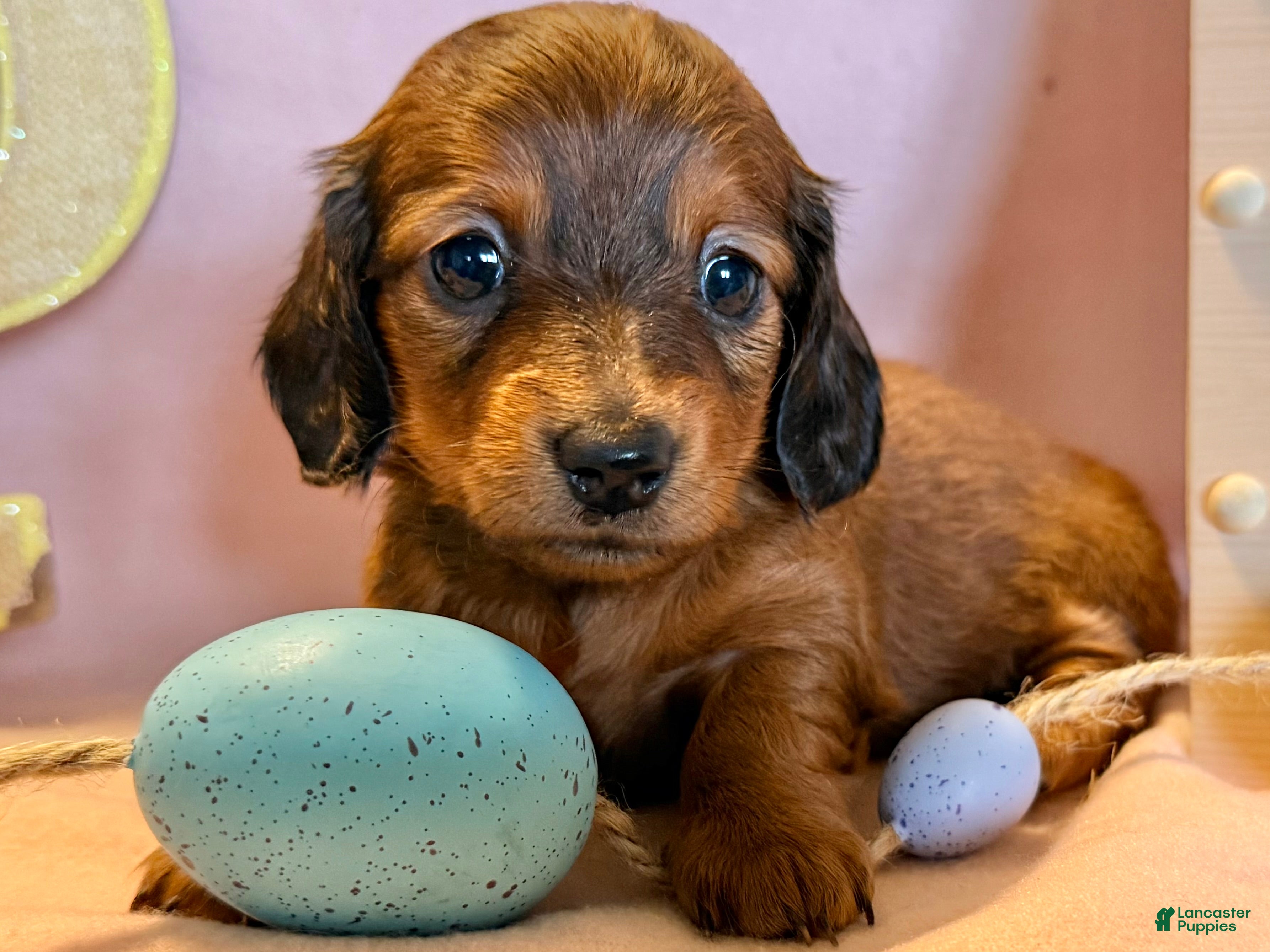 Dachshund dogs Tulip - Ad 1