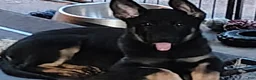 German Shepherd dogs for sale: Dolly - Ad 6
