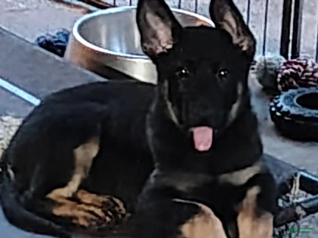 German Shepherd dogs for sale: Dolly - Ad 6