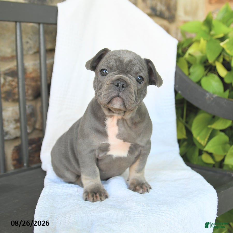 French Bulldog dogs Duncan - Ad 2