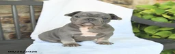 French Bulldog dogs for sale: Duncan - Ad 2
