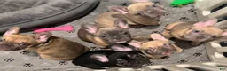 French Bulldog dogs for sale: Smokey - Ad 5