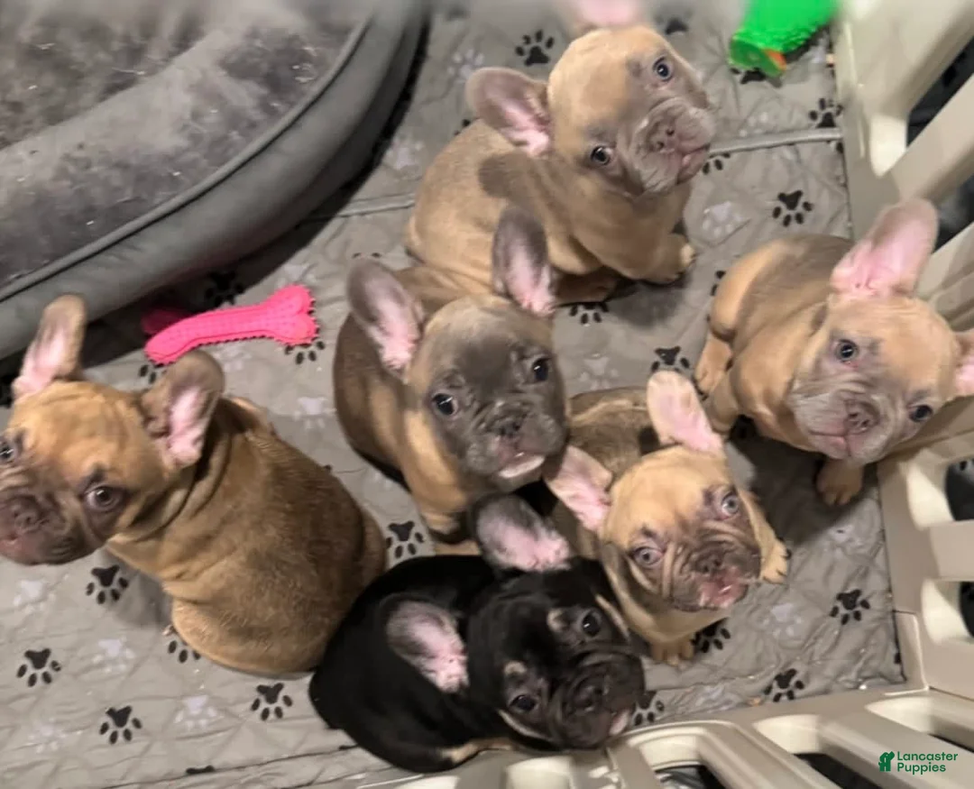 French Bulldog dogs for sale: Smokey - Ad 5