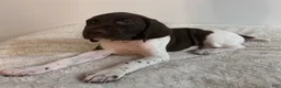 German Shorthaired Pointer dogs for sale: Joy - Ad 4