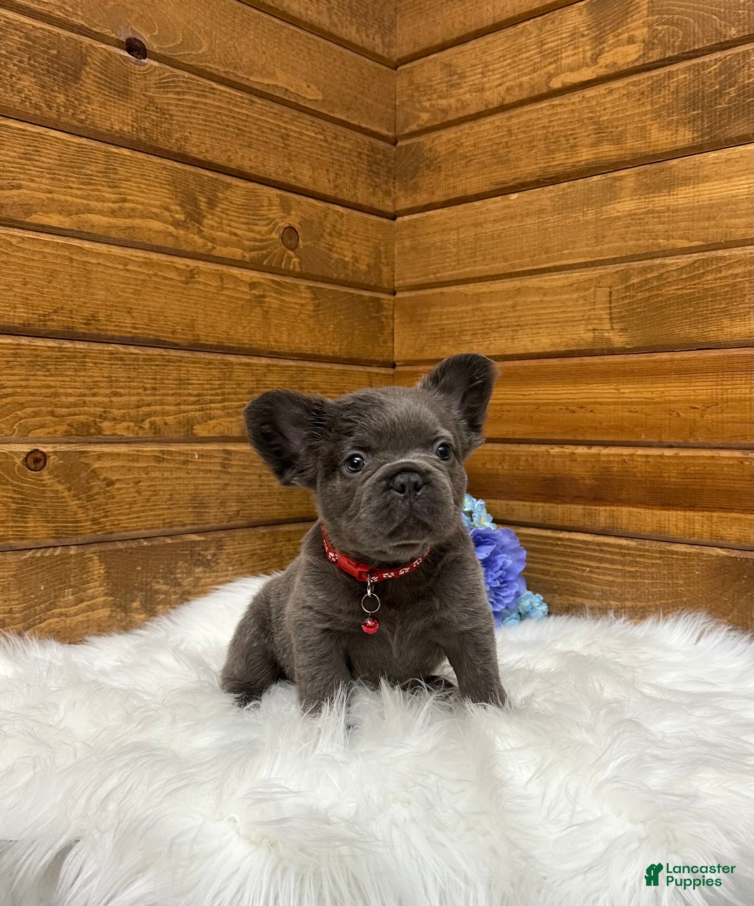 French Bulldog dogs Loki - Ad 2