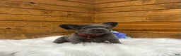 French Bulldog dogs for sale: Loki - Ad 2