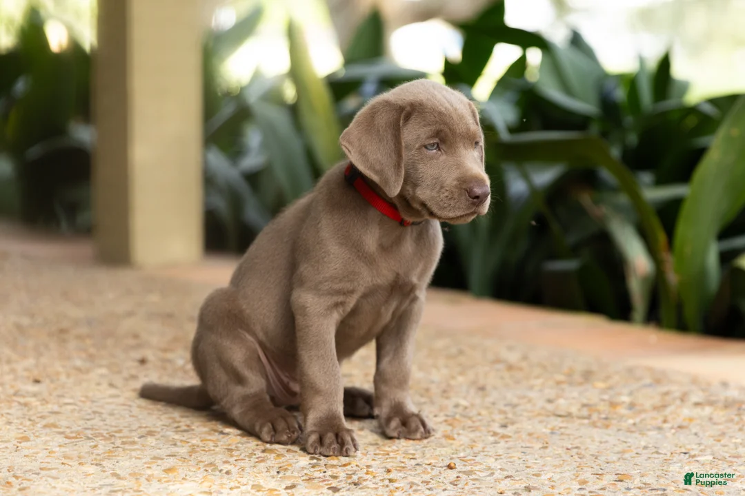 Labrador Retriever dogs for sale: Red- Male - Ad 2