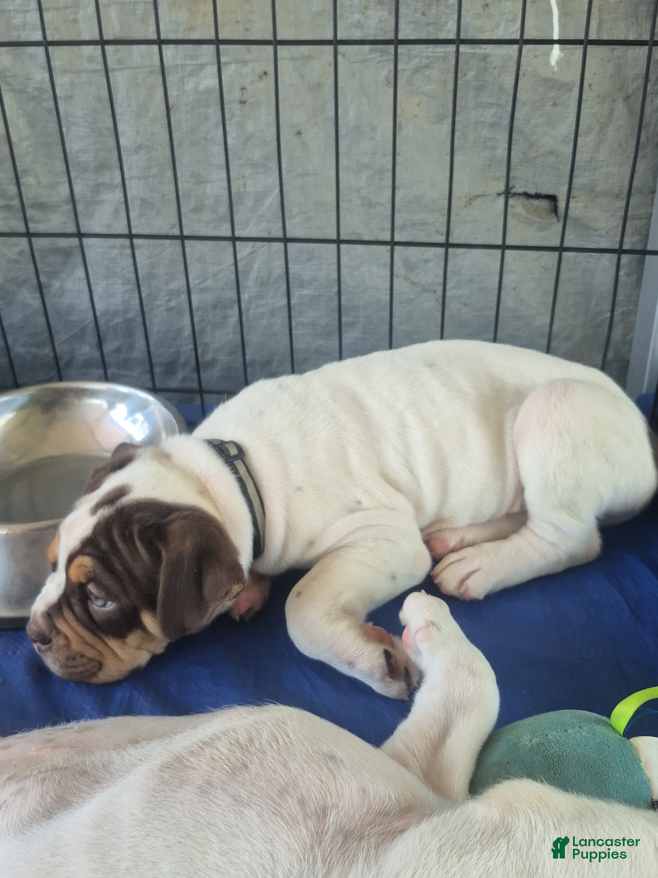 Olde English Bulldogge dogs Olde English Bulldogge choclate tan - Ad 19