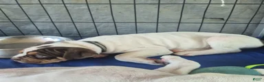 Olde English Bulldogge choclate tan