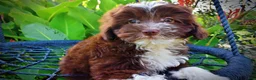 Havapoo dogs for sale: Emma - Ad 3