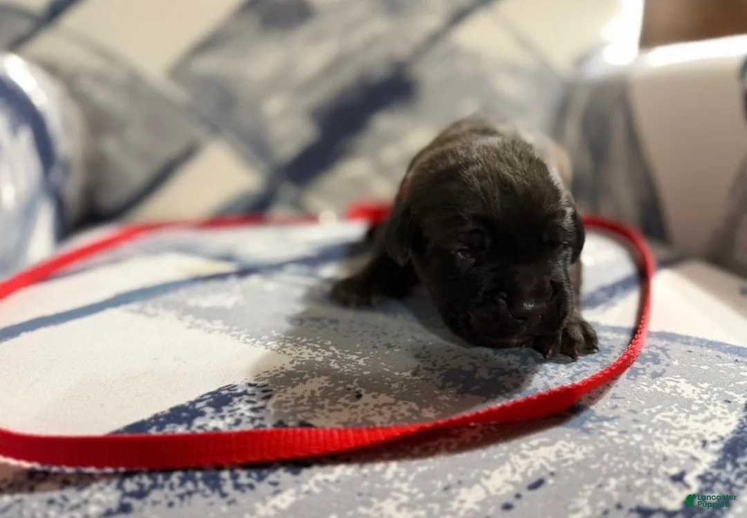 Cane Corso dogs for sale: Cane Corso Puppy 1 - Ad 1