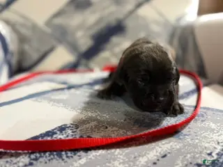 Cane Corso dogs Cane Corso Puppy 1 - Ad 23