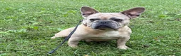 French Bulldog dogs for sale: French Bulldog 2 - Ad 7