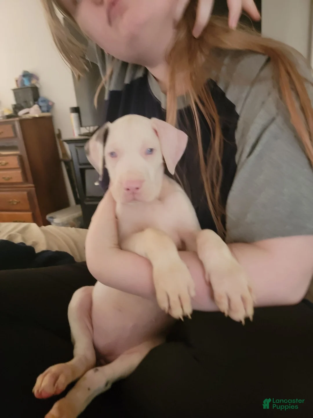 Great Dane dogs for sale: Great Dane 3 - Ad 2