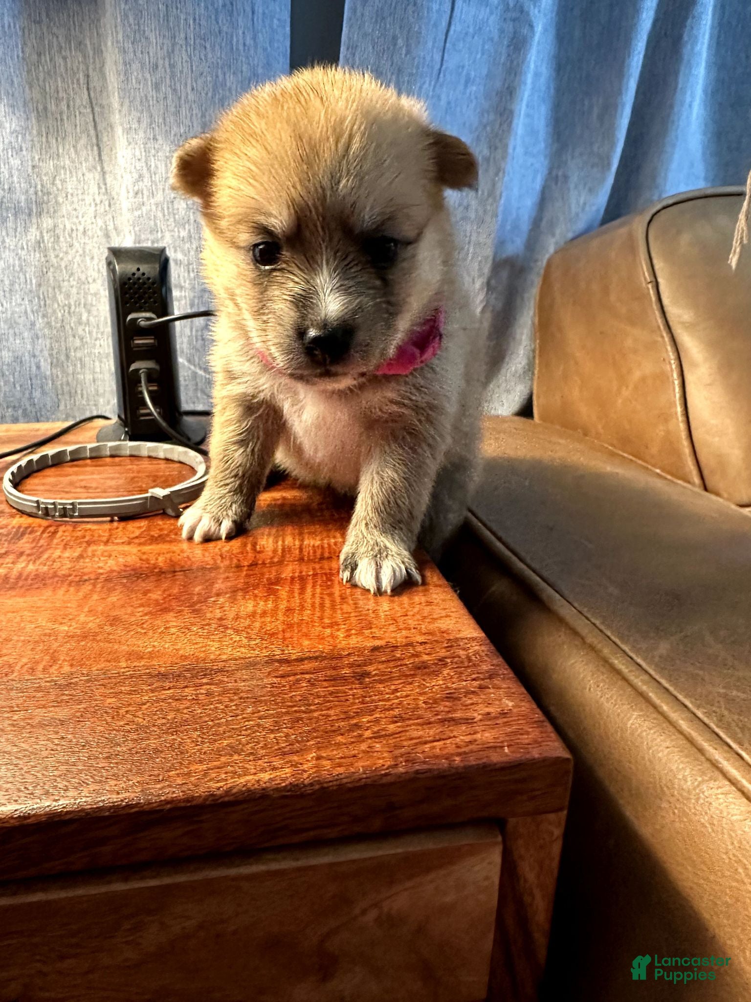 Mixed Breed dogs Foxy - Female  - Ad 2